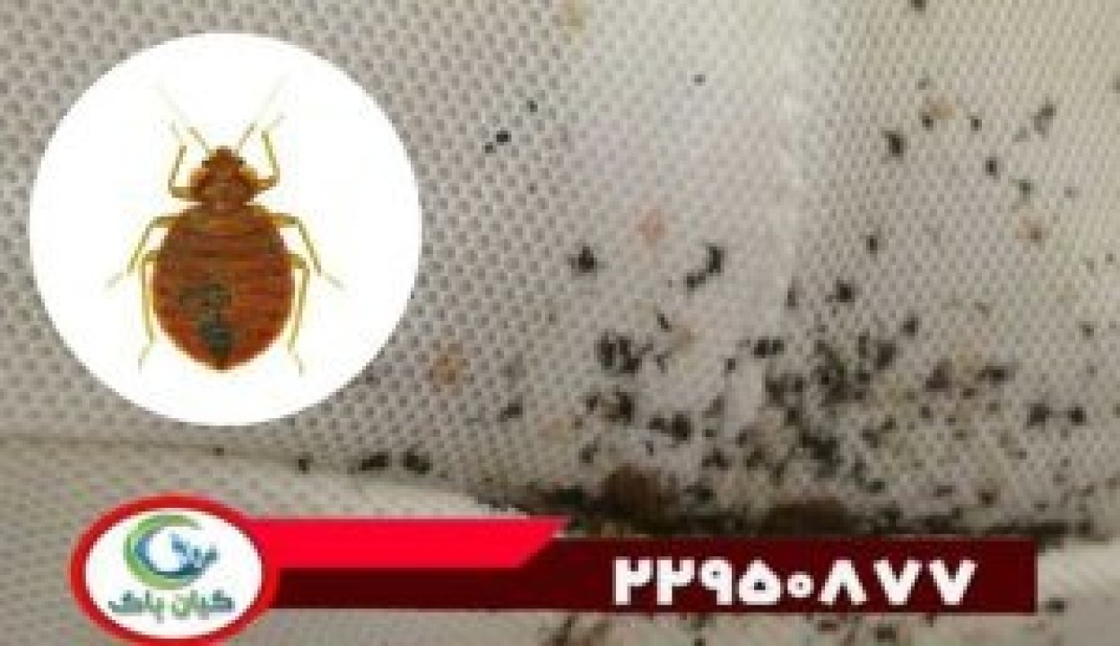بهترین سمپاشی ساس در تهران